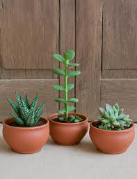 Terracotta Herb Trio
