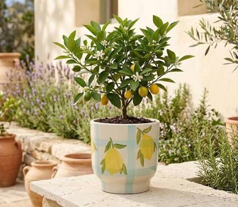 Lemon Grove Planter