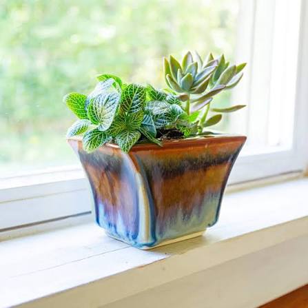 Thyme Window Planter